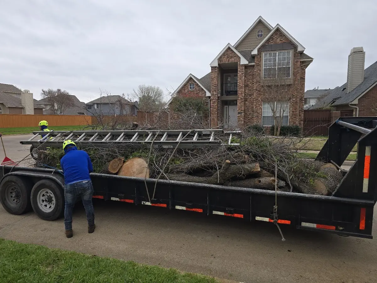 Expert Tree Pest Control with proper safety equipment in Helena